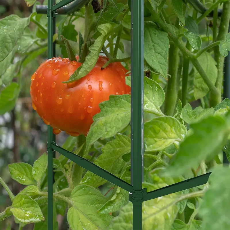 36PCS Plant Stake Arms for Tomato Cage,Expandable 11.8" Plant Supports Trellis Connector Clips for 11mm Garden Plants Stakes Stand Outdoor/Indoor photo 5